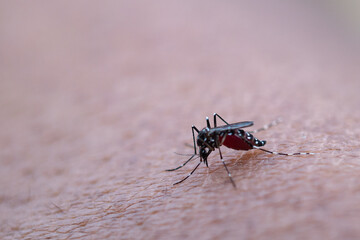 mosquitoes that bite human skin