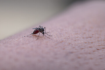 mosquitoes that bite human skin