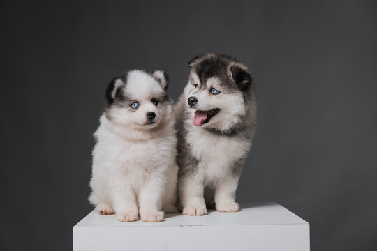 Show me pictures of a pomsky cheap