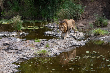 Fototapeta na wymiar Male Lion prowling along a river bank