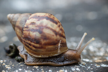 the beauty of snails in nature