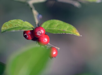 アリドオシ　一両