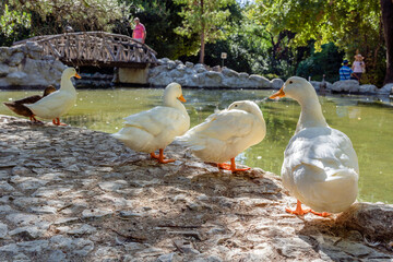 View to the artificial lake with the wooden bridge at the National Garden of Athens - Greece. It's a public park located in the center of Athens city at the Zappeion Hall area, white ducks , sunny day