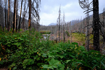 Regrowth after forest fire.  Waterton Lakes National Park, Alberta, Canada