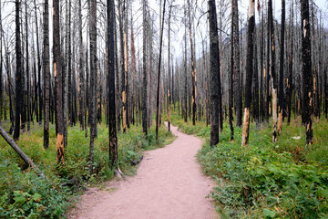 Blakiston Falls trail through forest burned in 2017, Waterton Lakes