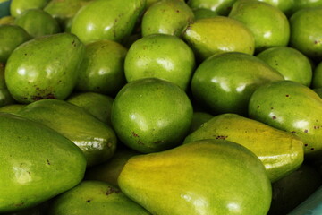 Cultivo y cosecha de aguacates en la región Orinoquía de Colombia, diversidad de árboles de aguacate, tipos de hoja del cultivo proceso de siembre y características de algunas plagas.