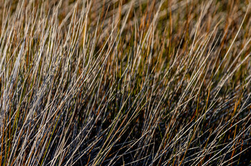 Marsh Grass Background