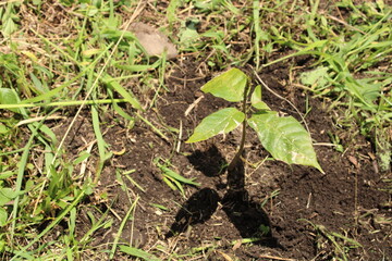 Cultivo y cosecha de aguacates en la región Orinoquía de Colombia, diversidad de árboles de aguacate, tipos de hoja del cultivo proceso de siembre y características de algunas plagas.