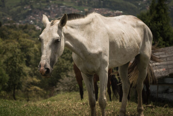 Obraz na płótnie Canvas Horse in the field