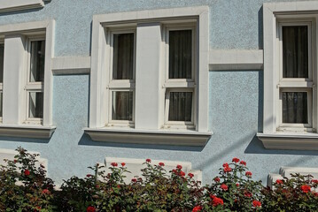Fototapeta na wymiar a row of white windows on the blue concrete wall of the house behind the green bushes of plants with red flowers roses on the street