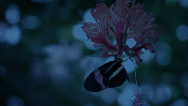 Butterfly Drinks Nectar From Exotic Flower In The Evening