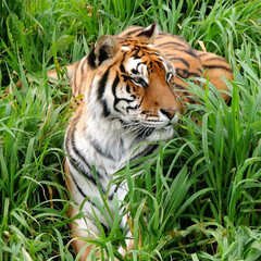 tiger in grass
