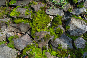 stone wall with moss 02
