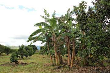 Cultivo y cosecha de aguacates en la regi&oacute;n Orinoqu&iacute;a de Colombia, diversidad de &aacute;rboles de aguacate, tipos de hoja del cultivo proceso de siembre y caracter&iacute;sticas de algunas plagas.