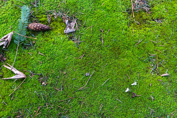 mossy sidewalk 03