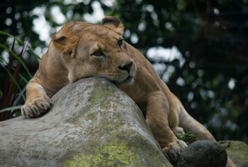 Lions in the zoo