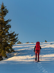 Snowshoe hiker in red walking with backpack and hiking poles during sunset