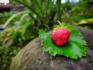 Red strawberry in the garden