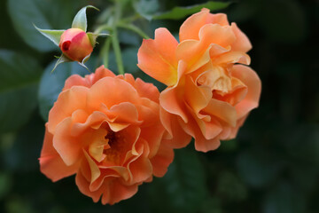 Flower of orange rose in the summer garden. Red garden rose on a bush in a summer flowerbed. Flower...
