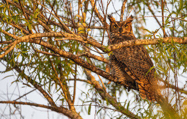 great horned owl at sunrise