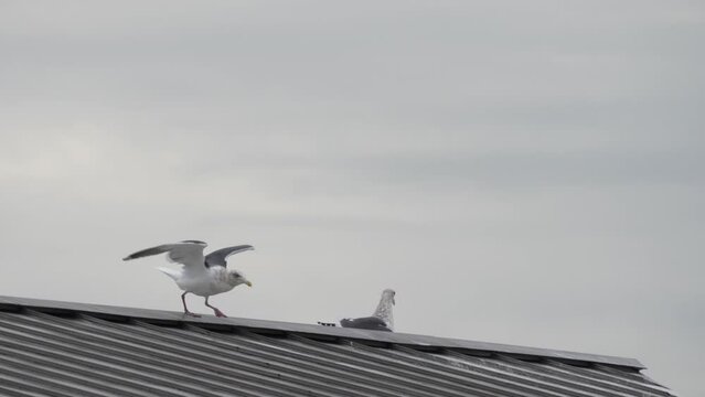 herring gull on a roof