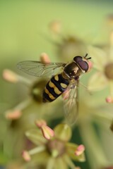 Fly 