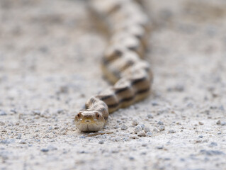 long yellow rat snake