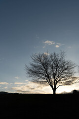 冬の奈良の風景：朝焼けの中に浮かび上がる1本の大木のシルエット（縦型）