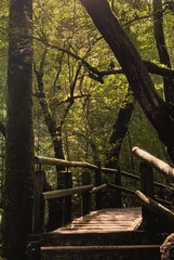 Forêt de Yakushima, Japon