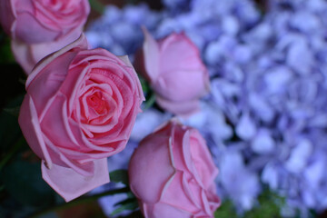 Valentine's day. Flowers symbolize love.