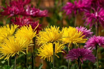 Obraz premium 光を浴びて輝く満開の黄色い大輪の菊