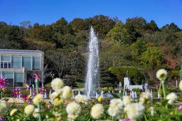Naklejka premium 満開のダリア越しに見る秋の大きな噴水の情景