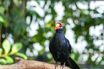 枝にとまってくつろぐニシムラサキエボシドリ
