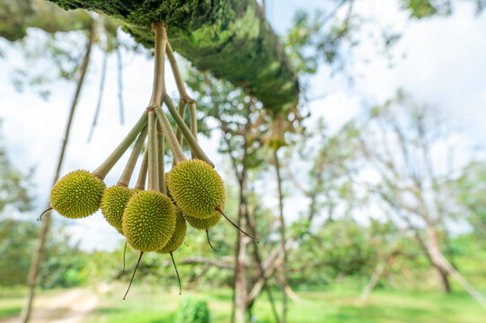 Fresh small durian on tree in Chanthaburi with copy space , Thailand, king of fruit in Thai, product quality for export, small durians waiting to be planted until they are ready to be harvested