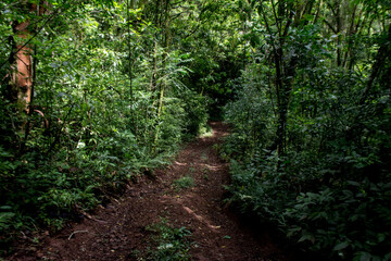 path in the forest in brazil
