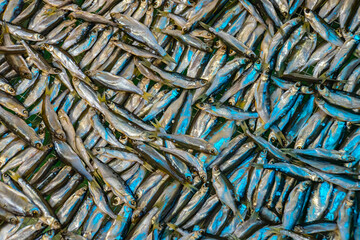 Mediterranean small silvery fishes. Fresh seafood.