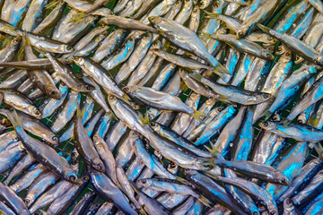 Mediterranean small silvery fishes. Fresh seafood.