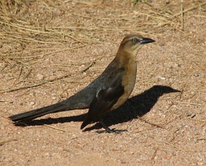 red billed hornbill