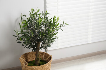 Pot with olive tree on floor in room, space for text. Interior element