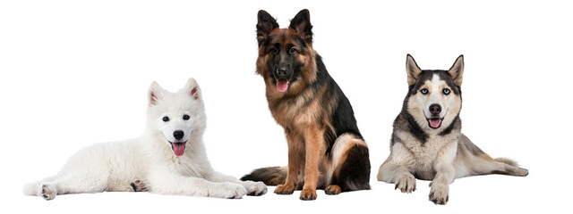 group of dogs  on transparent background