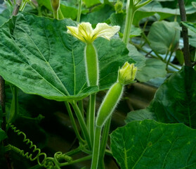 Bottle gourd flowers with green leaves background behind.