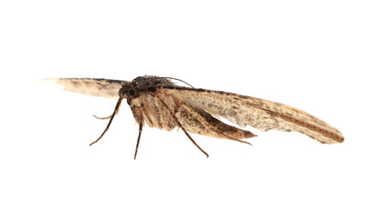 Single Alcis repandata moth flying on white background