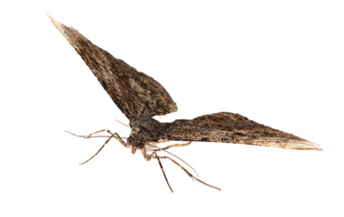 Single Alcis repandata moth flying on white background