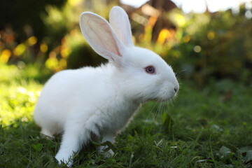 Cute white rabbit on green grass outdoors