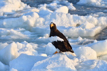 Bird watching with floating ices in winter