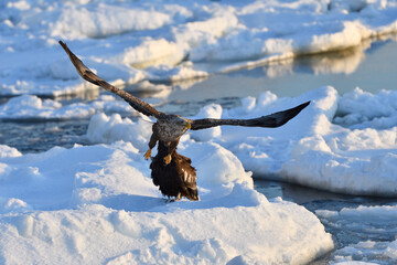 Bird watching with floating ices in winter