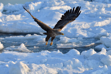 Bird watching with floating ices in winter