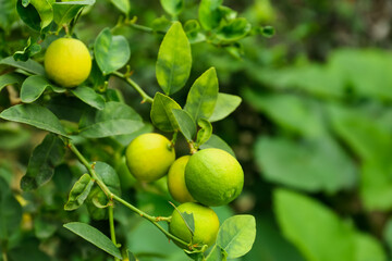 Ripe limes growing on tree branch in garden, closeup. Space for text