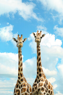 Cute giraffes against cloudy sky. African fauna