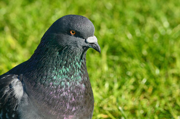 Band-tailed Pigeon, Newport Beach, California